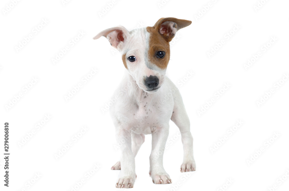 Jack Russell Terrier