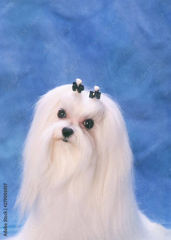 Maltese Maltese