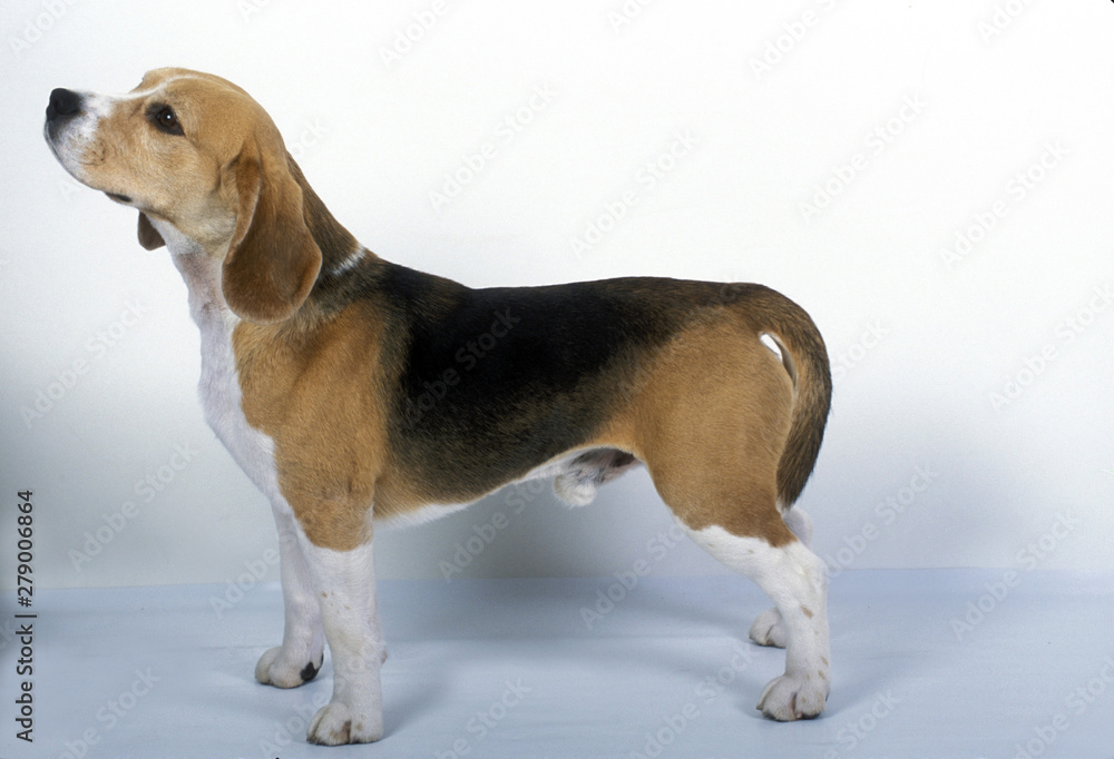 Beagle