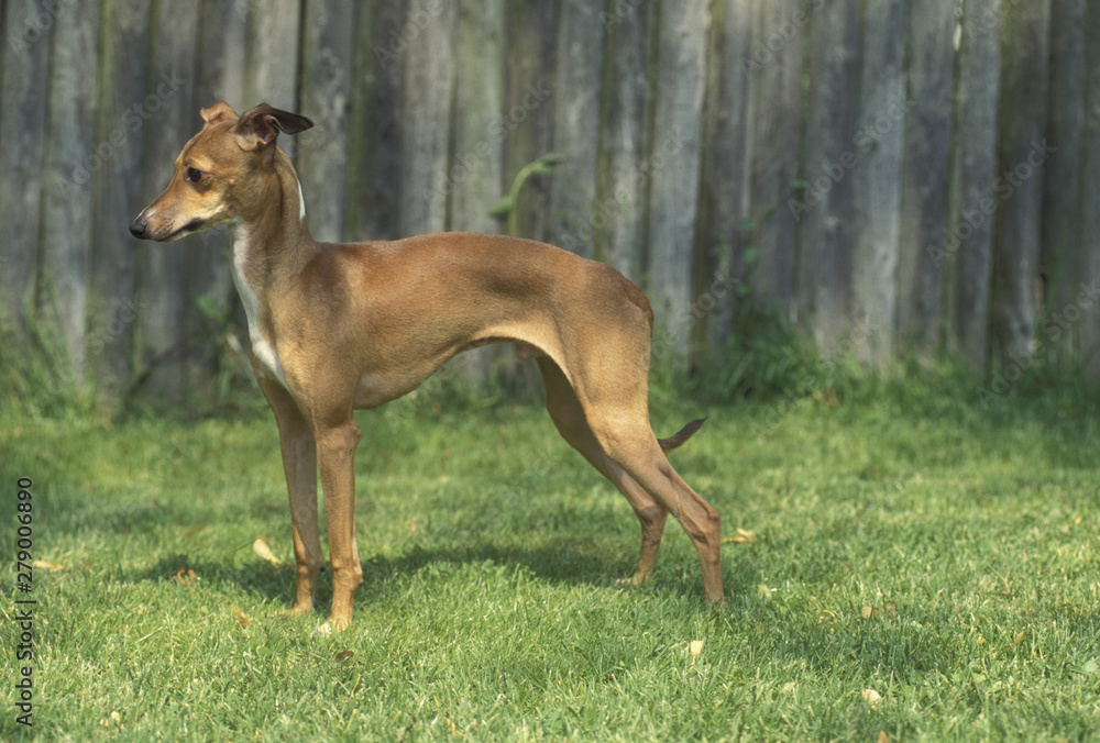 Italian Greyhound