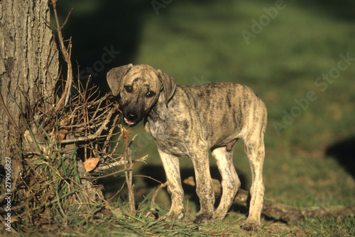 Arabian Greyhound