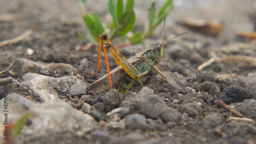 Locusts lay their eggs in the ground. Macro, close-up. Locust invasion. Selective focus Locusts lay their eggs in the ground. Macro, close-up. Locust invasion. Selective focus