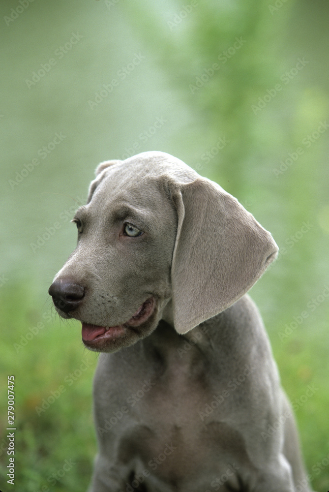 Weimaraner Weimaraner