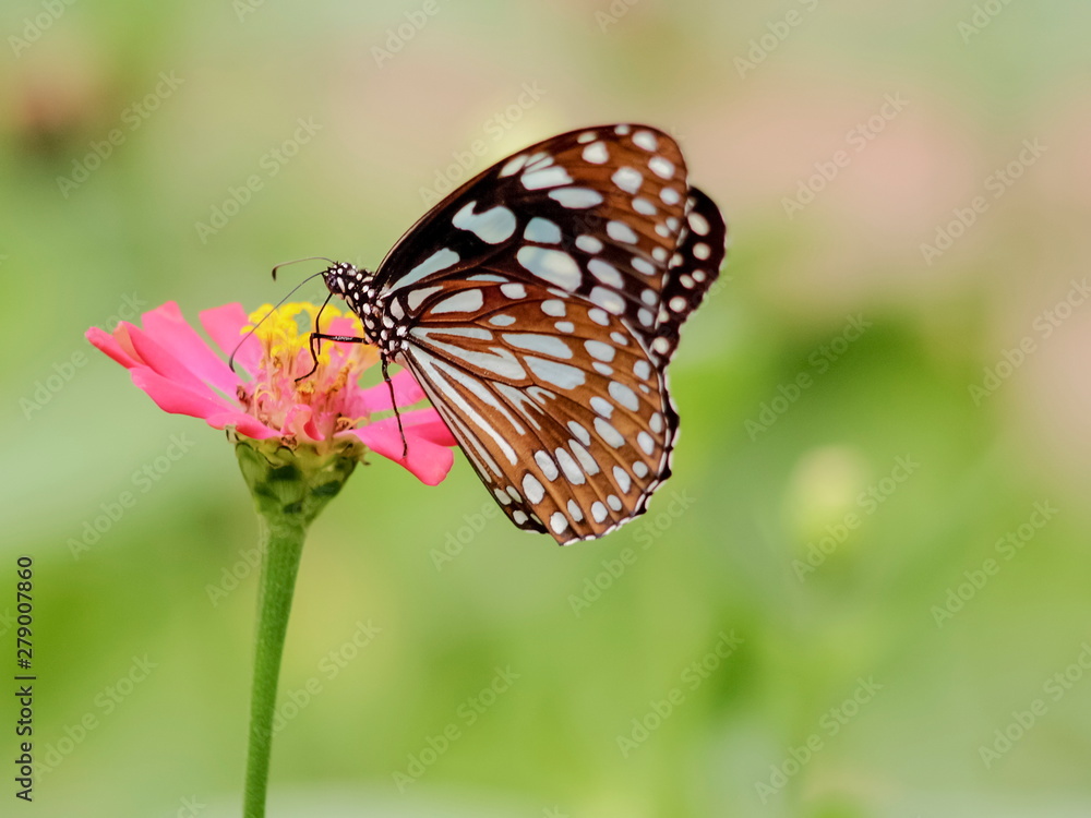 Fototapeta premium Parantica agleoides, the dark glassy tiger (Parantica agleoides agleoides) feeding on nectar pollen of red flower with green nature blurred background.