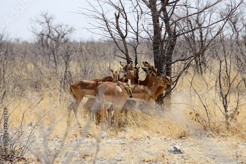 Impalas Etosha Park Namibia
