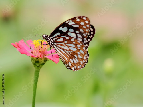 Parantica agleoides, the dark glassy tiger (Parantica agleoides agleoides) feeding on nectar pollen of red flower with green nature blurred background. © Yuttana Joe