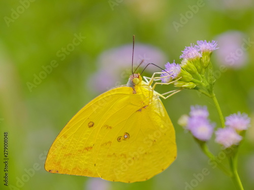 Catopsilia scylla, the orange migrant or orange emigrant (Catopsilia scylla cornelia) feeding on pink nectar flowers.
