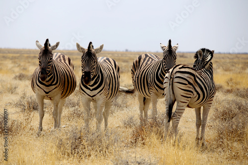 Zebras Etosha Park Namibia