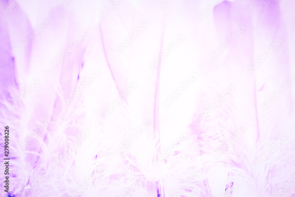 Beautiful textures abstract color white purple and pink feathers background and wallpaper Beautiful textures abstract color white purple and pink feathers background and wallpaper