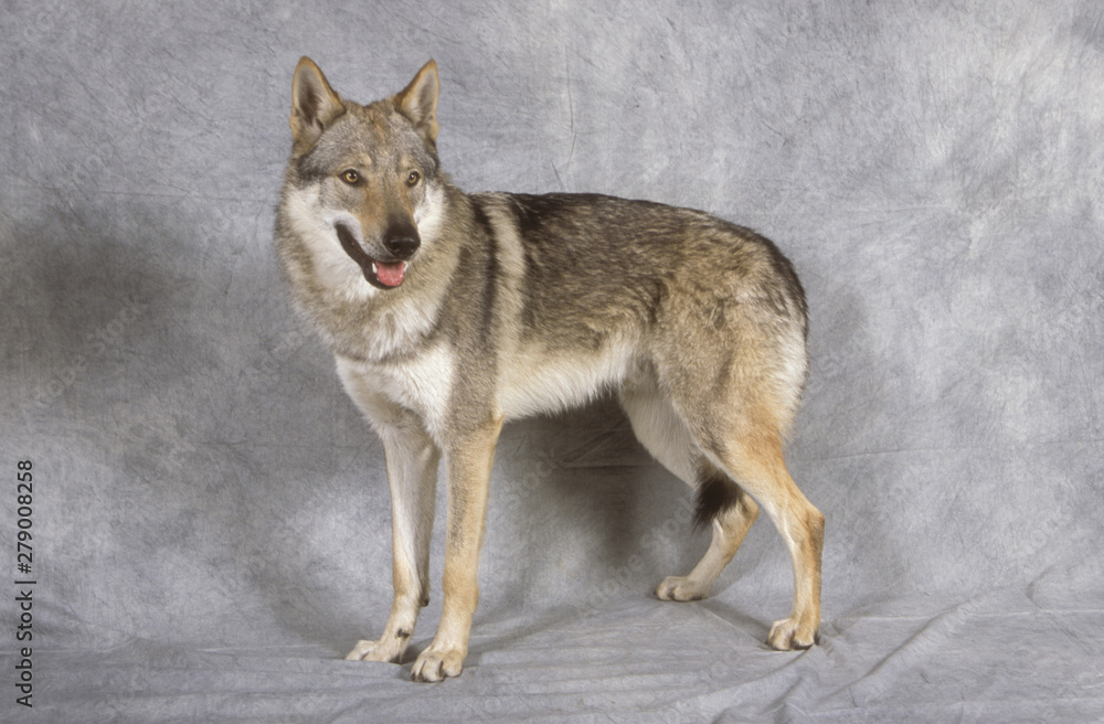 Fototapeta premium Czechoslovakian Wolfdog