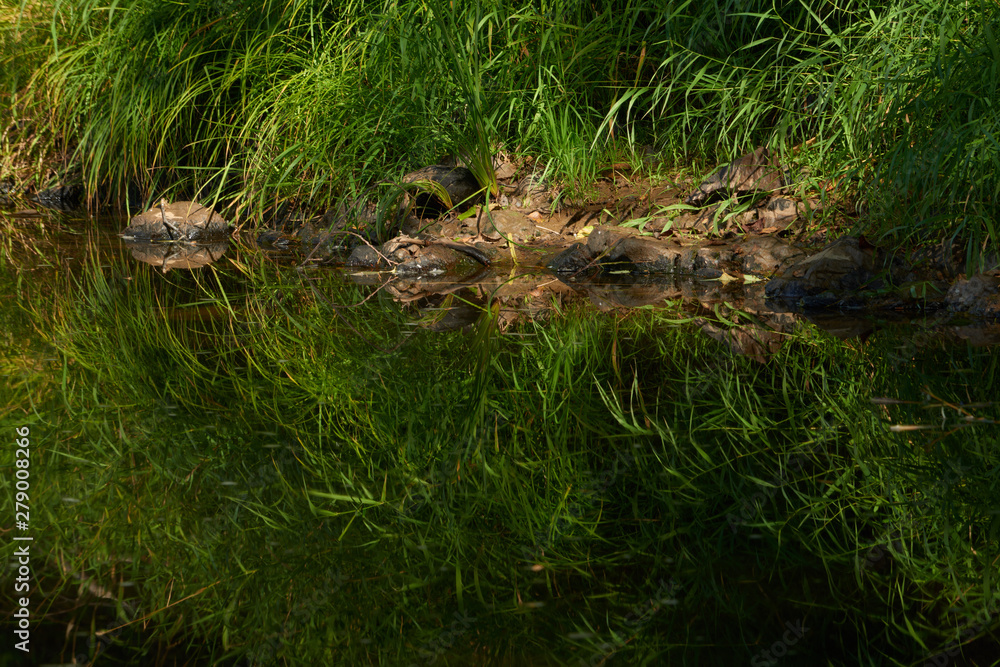 Green summer grass reflected in the water of Nehalem River. USA Pacific Northwest. Green summer grass reflected in the water of Nehalem River. USA Pacific Northwest.