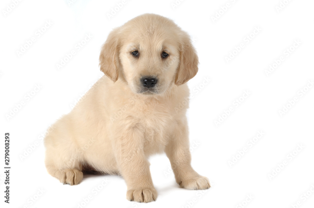 Golden Retriever Golden Retriever