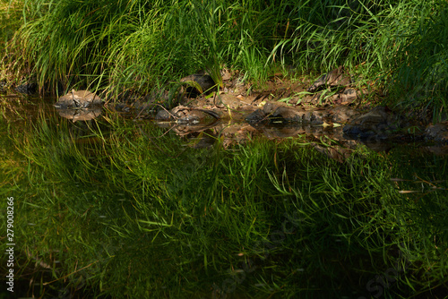 Green summer grass reflected in the water of Nehalem River. USA Pacific Northwest.