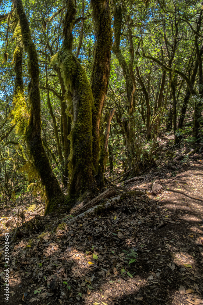 Relict forest on the mountain range of the Garajonay National Park. Giant Laurels and Tree Heather along narrow winding paths. Paradise for hiking. Vertical. La Gomera, Spain. Relict forest on the mountain range of the Garajonay National Park. Giant Laurels and Tree Heather along narrow winding paths. Paradise for hiking. Vertical. La Gomera, Spain.
