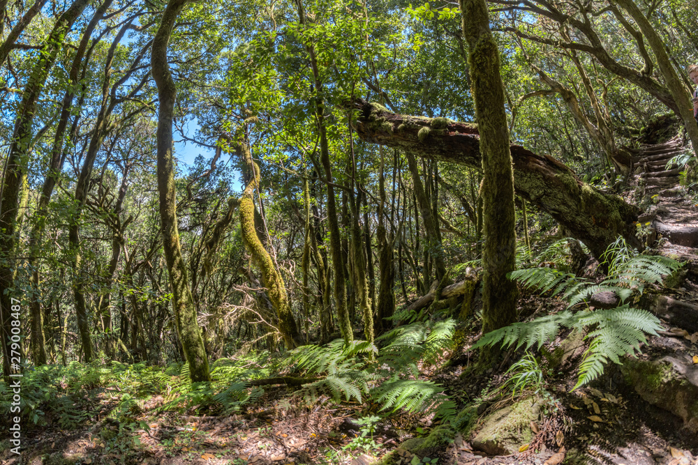Relict forest on the slopes of the mountain range of the Garajonay National Park. Giant Laurels and Tree Heather along narrow winding paths. Paradise for hiking. Fish eye lens. La Gomera, Spain. Relict forest on the slopes of the mountain range of the Garajonay National Park. Giant Laurels and Tree Heather along narrow winding paths. Paradise for hiking. Fish eye lens. La Gomera, Spain.