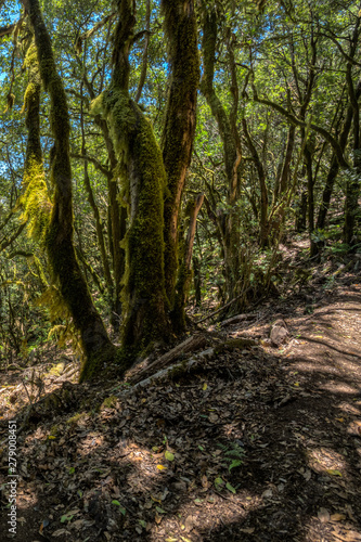 Relict forest on the mountain range of the Garajonay National Park. Giant Laurels and Tree Heather along narrow winding paths. Paradise for hiking. Vertical. La Gomera, Spain.