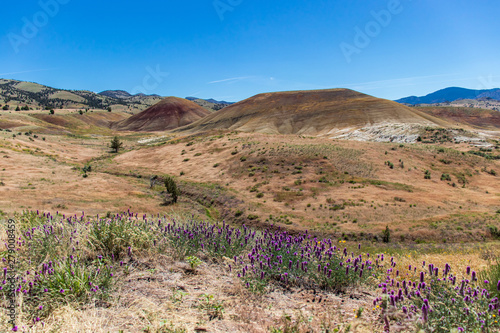 Painted Hills in Oregon with purple flowers in foreground