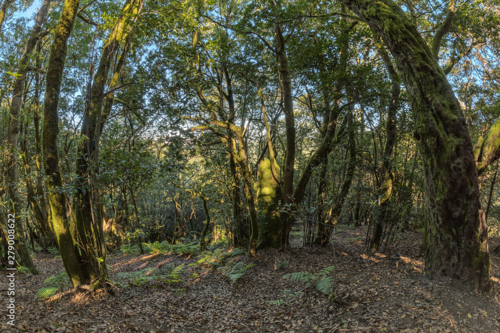 Relict forest on the slopes of the mountain range of the Garajonay National Park. Giant Laurels and Tree Heather along narrow winding paths. Paradise for hiking. Fish eye lens. La Gomera, Spain. Relict forest on the slopes of the mountain range of the Garajonay National Park. Giant Laurels and Tree Heather along narrow winding paths. Paradise for hiking. Fish eye lens. La Gomera, Spain.