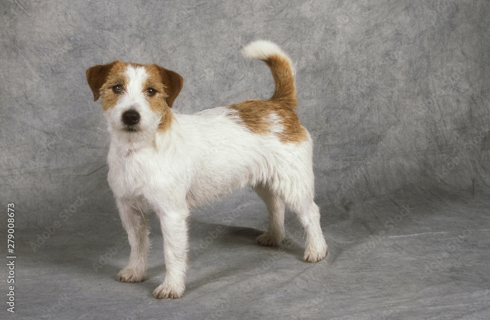 Jack Russell Terrier Jack Russell Terrier
