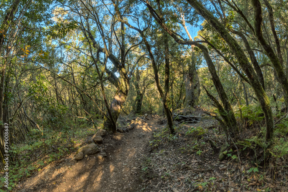 Relict forest on the slopes of the mountain range of the Garajonay National Park. Giant Laurels and Tree Heather along narrow winding paths. Paradise for hiking. Fish eye lens. La Gomera, Spain. Relict forest on the slopes of the mountain range of the Garajonay National Park. Giant Laurels and Tree Heather along narrow winding paths. Paradise for hiking. Fish eye lens. La Gomera, Spain.