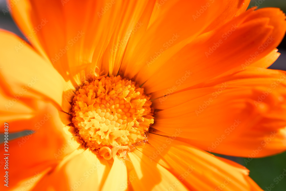 Extreme close-up on a Calendula flower (Marigold) Extreme close-up on a Calendula flower (Marigold)