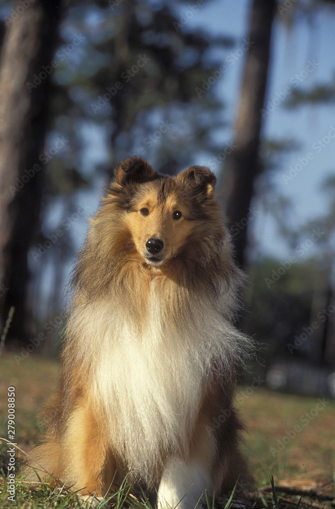 Shetland Sheepdog Shetland Sheepdog
