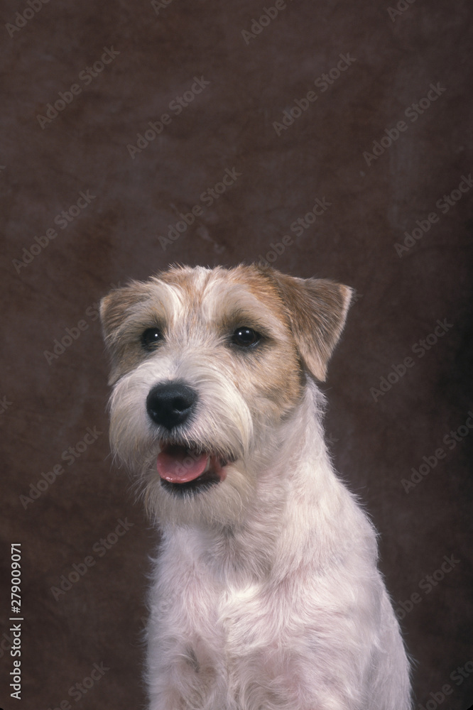 Jack Russell Terrier