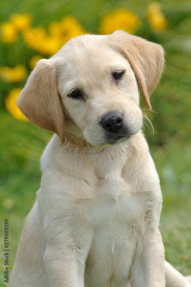 Labrador Retriever