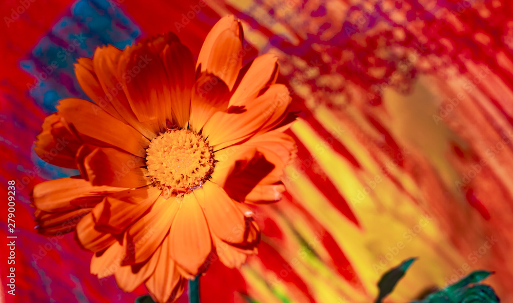 Artistic view of a Calendula flower (Marigold) on a painted colourful background Artistic view of a Calendula flower (Marigold) on a painted colourful background