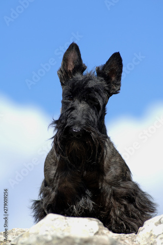 Scottish Terrier
