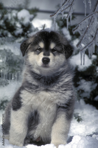 Alaskan Malamute