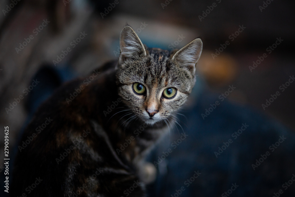 Fototapeta premium Domestic cat resting outdoor