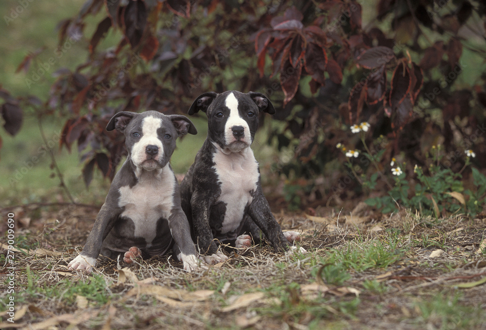 American Staffordshire Terrier American Staffordshire Terrier