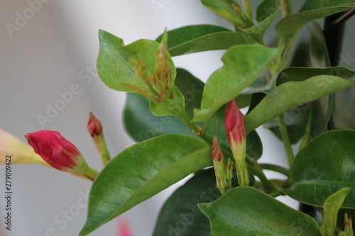 Wallpaper Mural dipladenie Torontodigital.ca