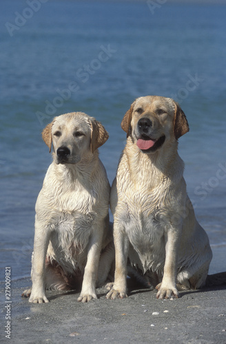 Labrador Retriever