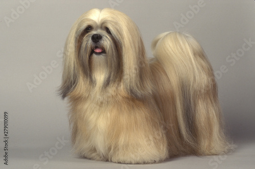 Photography Lhasa Apso
