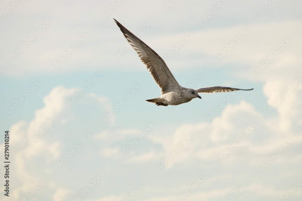Fototapeta premium seagull in flight