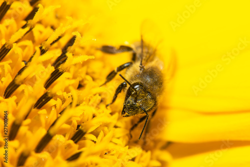 Macro view of honeybee pollinating sunflower seeds