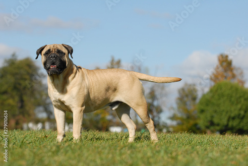 Mastiff