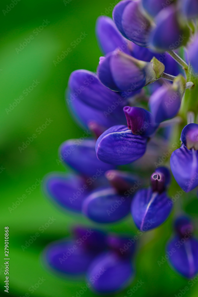 Flower of purple lupine on a background of green leaves, macro. Flower of purple lupine on a background of green leaves, macro.