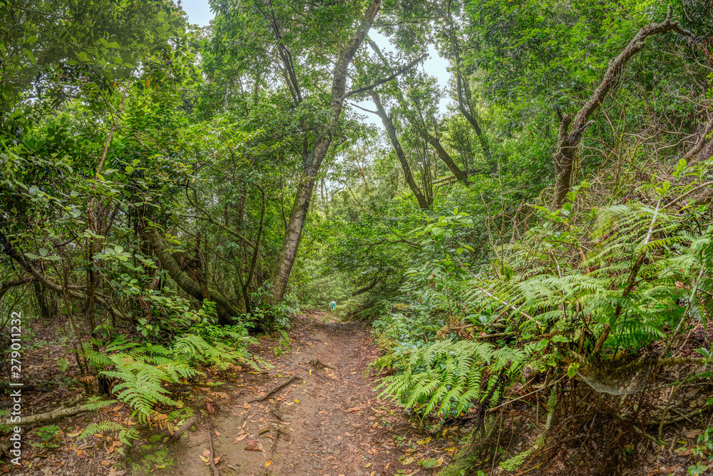 Relict forest on the slopes of the oldest mountain range of the island of Tenerife. Giant Laurels and Tree Heather along narrow winding paths. Paradise for hiking. Fish eye postcard. Canary Islands. Relict forest on the slopes of the oldest mountain range of the island of Tenerife. Giant Laurels and Tree Heather along narrow winding paths. Paradise for hiking. Fish eye postcard. Canary Islands.