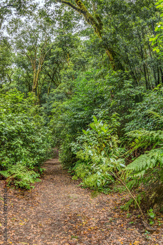 Relict forest on the slopes of the oldest mountain range of the island of Tenerife. Giant Laurels and Tree Heather along narrow winding paths. Paradise for hiking. Vertical frame. Canary Islands. Relict forest on the slopes of the oldest mountain range of the island of Tenerife. Giant Laurels and Tree Heather along narrow winding paths. Paradise for hiking. Vertical frame. Canary Islands.