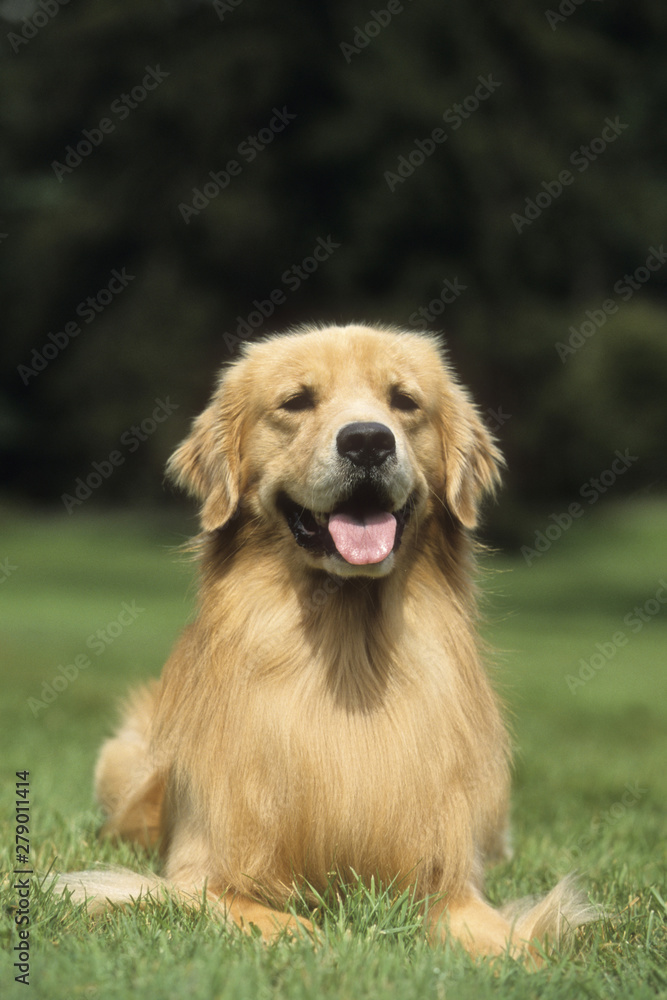 Golden Retriever Golden Retriever