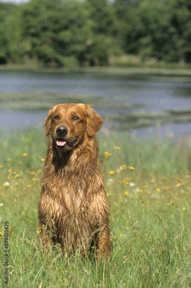 Golden Retriever Golden Retriever