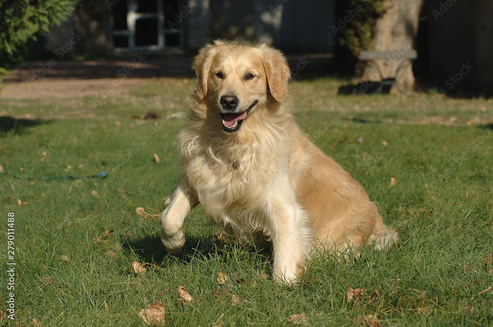 Golden Retriever Golden Retriever