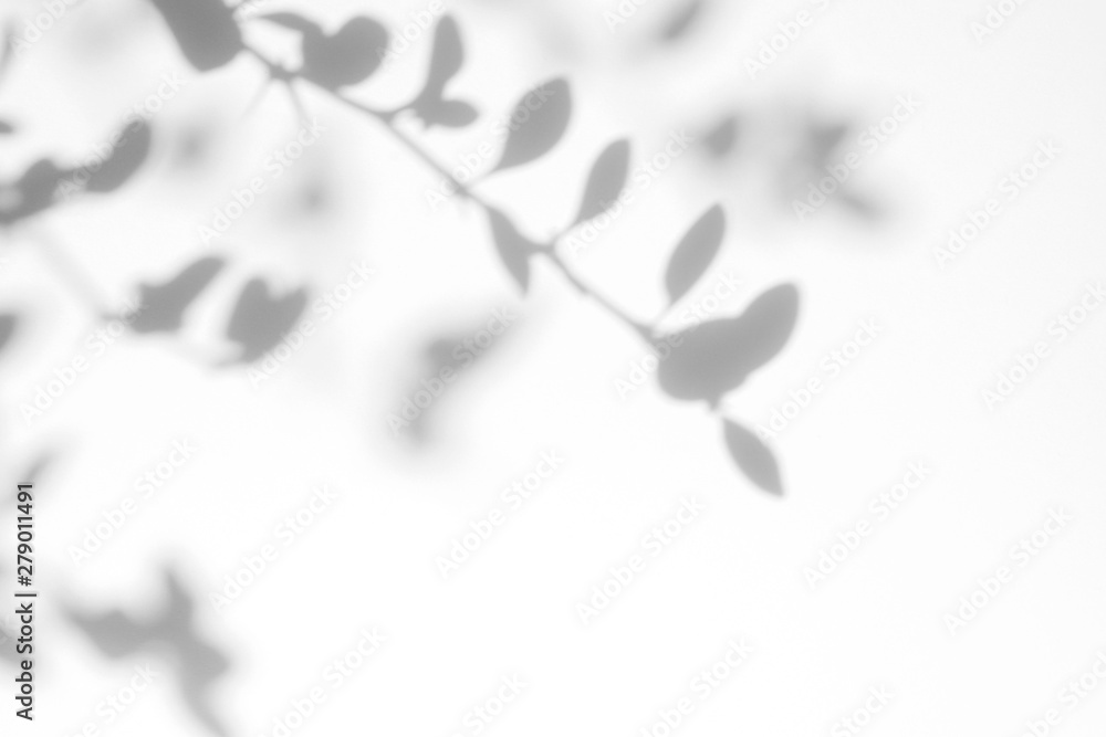 Gray shadow of the barberry leaves on a white wall. Abstract neutral nature concept background. Space for text.
