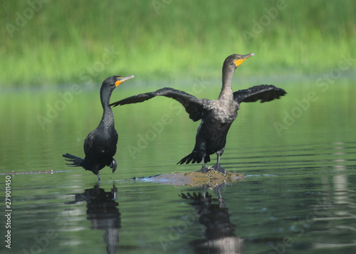 Two Cormorants