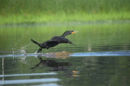 Cormorant Taking Flight