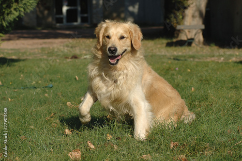 Golden Retriever