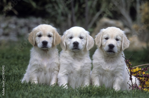 Golden Retriever